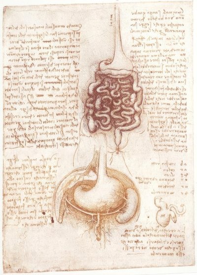 Anatómiai tanulmányok: Emésztőrendszer alkotó: Leonardo da Vinci